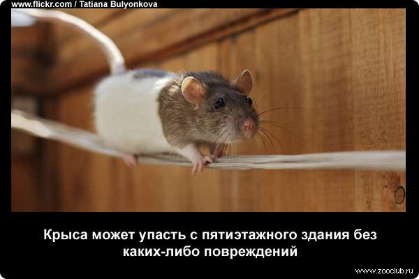 Крыса может упасть с пятиэтажного здания без каких-либо повреждений