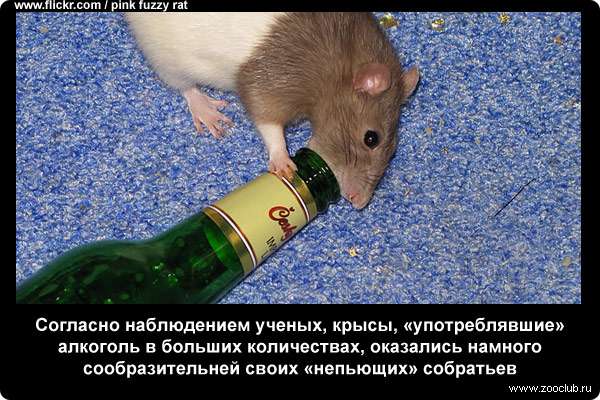 Согласно наблюдением ученых, крысы, употреблявшие алкоголь в больших количествах, оказались намного сообразительней своих непьющих собратьев