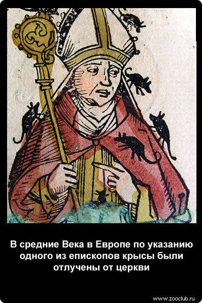 В средние Века в Европе по указанию одного из епископов крысы были отлучены от церкви