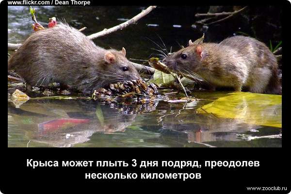 Крыса может плыть 3 дня подряд, преодолев несколько километров
