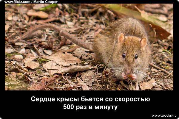Сердце крысы бьется со скоростью 500 раз в минуту