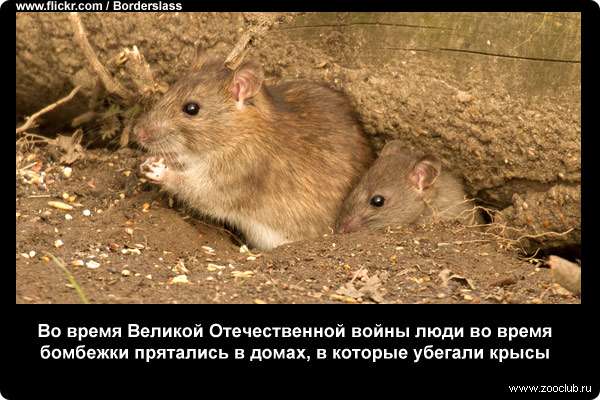Во время Великой Отечественной войны люди во время бомбежки прятались в домах, в которые убегали крысы