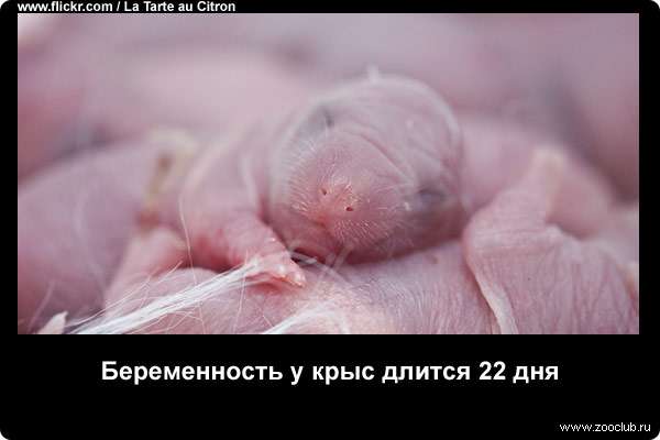 Беременность у крыс длится 22 дня