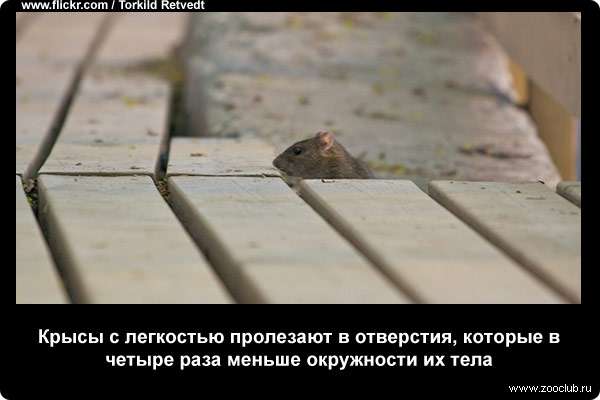 Крысы с легкостью пролезают в отверстия, которые в четыре раза меньше окружности их тела