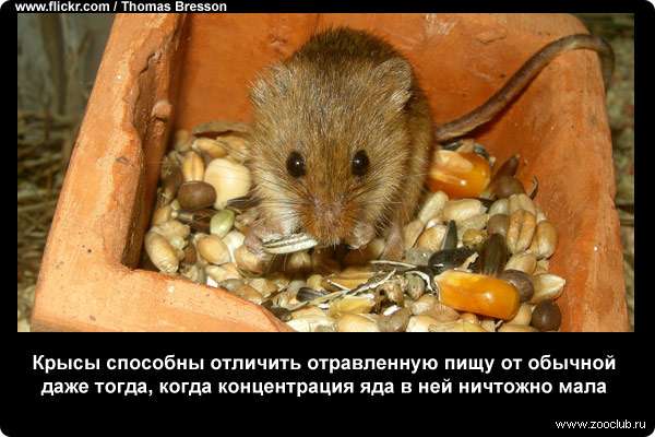 Крысы способны отличить отравленную пищу от обычной даже тогда, когда концентрация яда в ней ничтожно мала