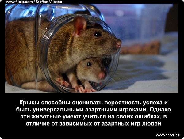 про людей и крыс