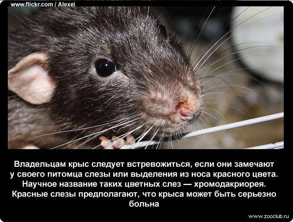 Владельцам крыс следует встревожиться, если они замечают у своего питомца слезы или выделения из носа красного цвета. Научное название таких цветных слез - хромодакриорея. Красные слезы предполагают, что крыса может быть серьезно больна
