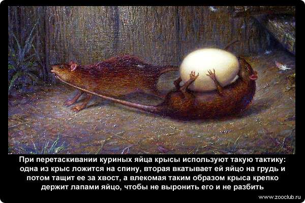При перетаскивании куриных яйца крысы используют такую тактику: одна из крыс ложится на спину, вторая вкатывает ей яйцо на грудь и потом тащит ее за хвост, а влекомая таким образом крыса крепко держит лапами яйцо, чтобы не выронить его и не разбить