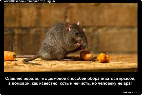 Славяне верили, что домовой способен оборачиваться крысой, а домовой, как известно, хоть и нечисть, но человеку не враг