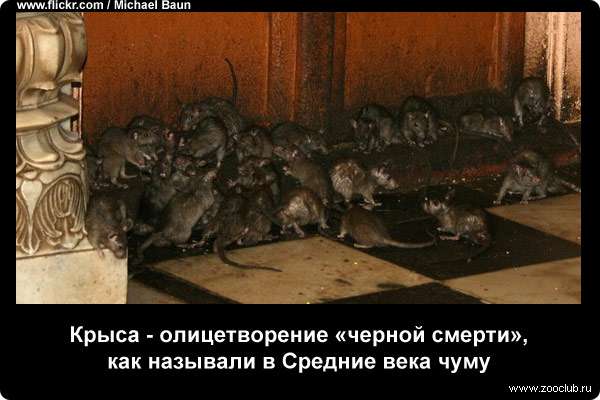 Крыса - олицетворение черной смерти, как называли в Средние века чуму