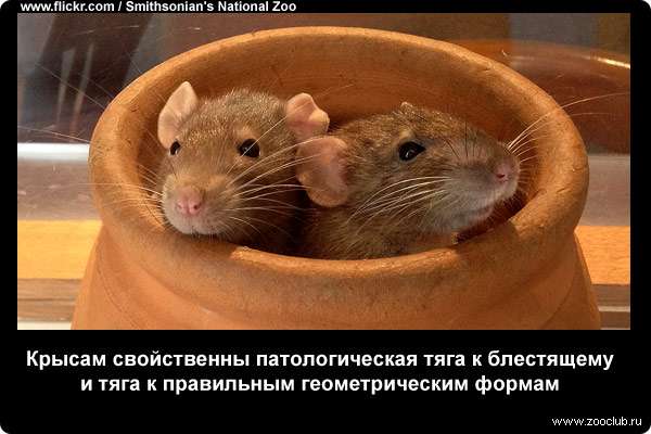 Крысам свойственны патологическая тяга к блестящему и тяга к правильным геометрическим формам