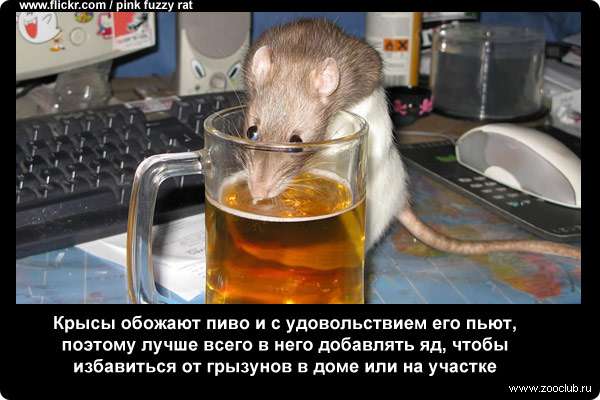 Крысы обожают пиво и с удовольствием его пьют, поэтому лучше всего в него добавлять яд, чтобы избавиться от грызунов в доме или на участке