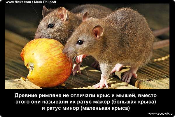 Древние римляне не отличали крыс и мышей, вместо этого они называли их ратус мажор (большая крыса) и ратус минор (маленькая крыса)