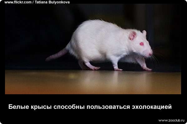 Белые крысы способны пользоваться эхолокацией