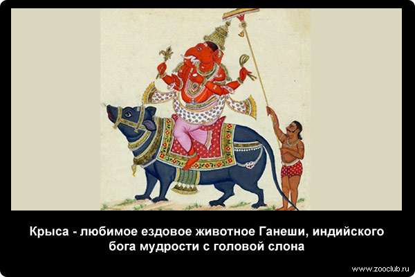 Крыса - любимое ездовое животное Ганеши, индийского бога мудрости с головой слона