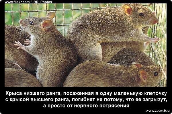 Крыса низшего ранга, посаженная в одну маленькую клеточку с крысой высшего ранга, погибнет не потому, что ее загрызут, а просто от нервного потрясения