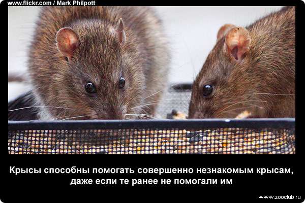 Крысы способны помогать совершенно незнакомым крысам, даже если те ранее не помогали им