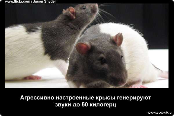 Агрессивно настроенные крысы генерируют звуки до 50 килогерц