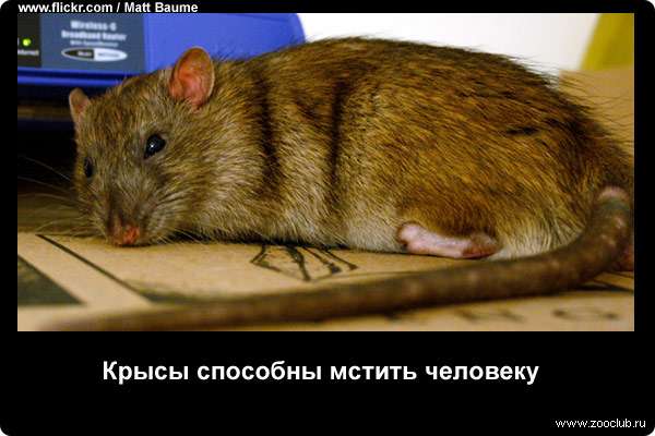 Крысы способны мстить человеку