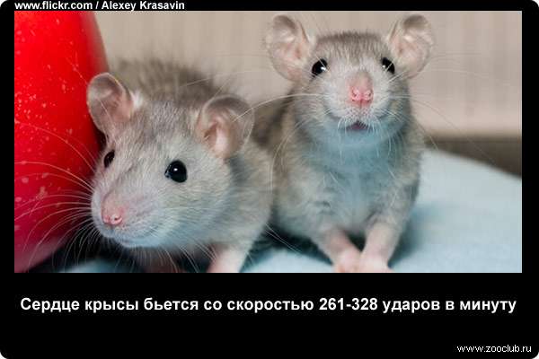 Сердце крысы бьется со скоростью 261-328 ударов в минуту
