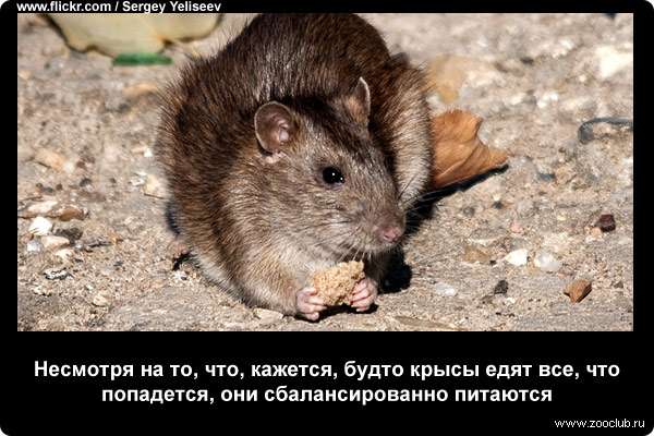 Несмотря на то, что, кажется, будто крысы едят все, что попадется, они сбалансированно питаются