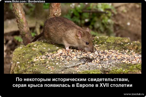 По некоторым историческим свидетельствам, серая крыса появилась в Европе в XVII столетии