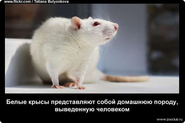 Белые крысы представляют собой домашнюю породу, выведенную человеком