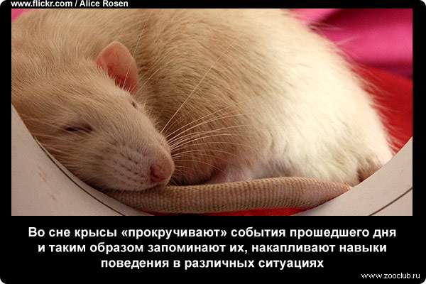 Во сне крысы прокручивают события прошедшего дня и таким образом запоминают их, накапливают навыки поведения в различных ситуациях