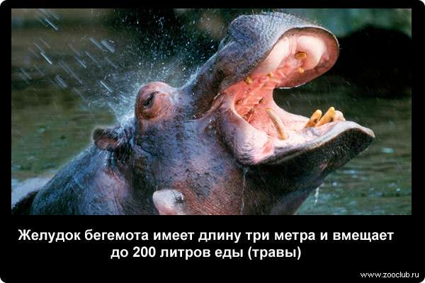  Желудок бегемота имеет длину три метра и вмещает до 200 литров еды