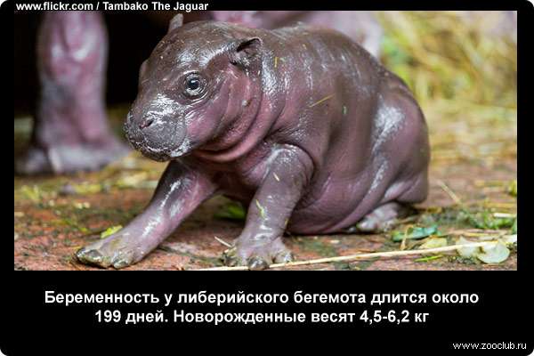  Беременность у либерийского бегемота длится около 199 дней. Новорожденные весят 4,5-6,2 кг