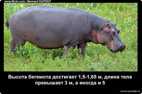  Высота бегемота достигает 1,5-1,65 м, длина тела превышает 3 м, а иногда и 5