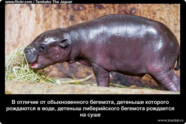  В отличие от обыкновенного бегемота, детеныши которого рождаются в воде, детеныш либерийского бегемота рождается на суше