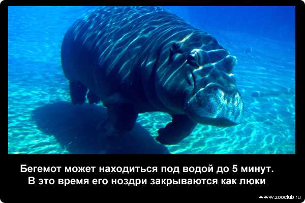  Бегемот может находиться под водой до пяти минут. В это время его ноздри закрываются как люки