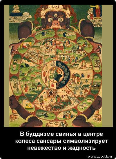  В буддизме свинья в центре колеса сансары символизирует невежество и жадность