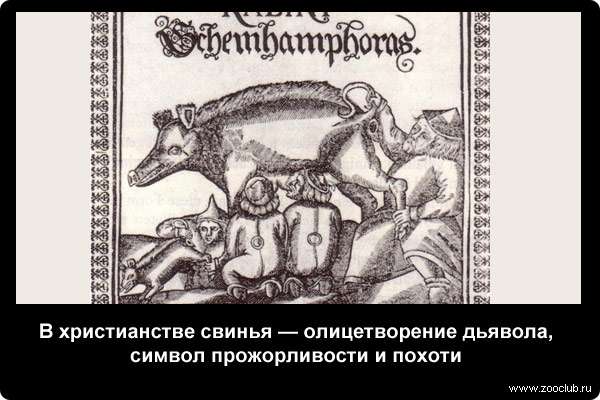  В христианстве свинья - олицетворение дьявола, символ прожорливости и похоти