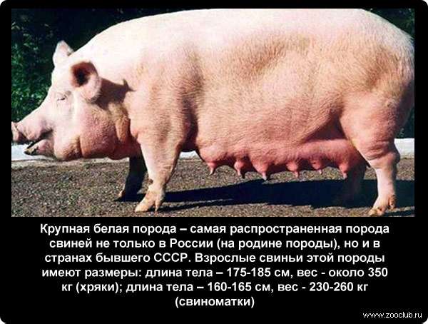 Крупная белая порода - самая распространенная порода свиней не только в России (на родине породы), но и в странах бывшего СССР. Взрослые свиньи этой породы имеют размеры: длина тела - 175-185 см, вес - около 350 кг (хряки); длина тела - 160-165 см, вес - 230-260 кг (свиноматки)