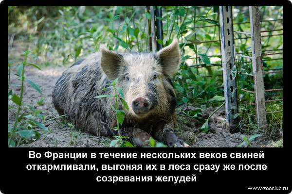  Во Франции в течение нескольких веков свиней откармливали, выгоняя их в леса сразу же после созревания желудей