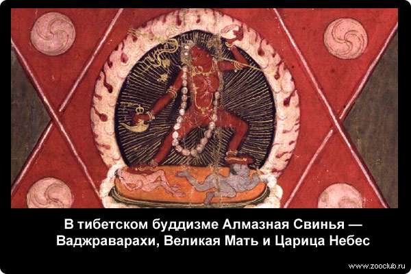  В тибетском буддизме Алмазная Свинья - Ваджраварахи, Великая Мать и Царица Небес