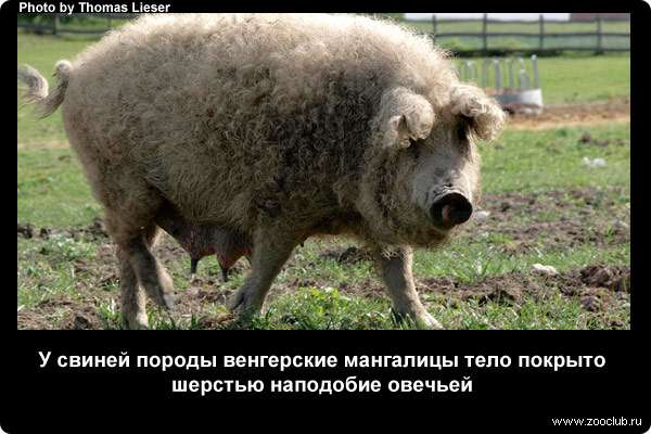  У свиней породы венгерские мангалицы тело покрыто шерстью наподобие овечьей