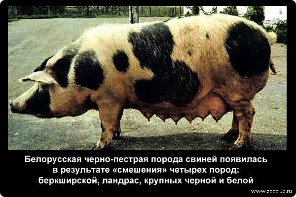  Белорусская черно-пестрая порода свиней появилась в результате смешения четырех пород: беркширской, ландрас, крупных черной и белой
