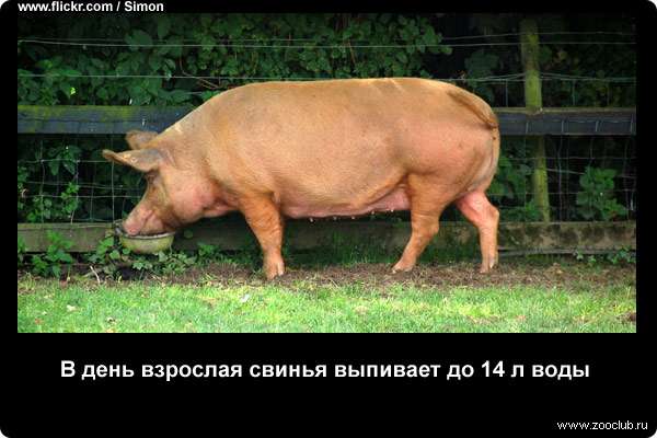  В день взрослая свинья может выпить до 14 литров воды