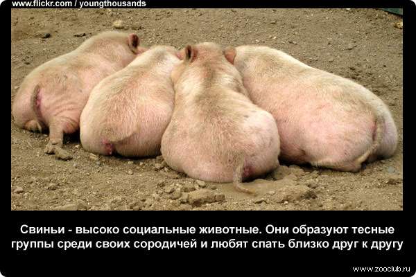  Свиньи - высоко социальные животные. Они образуют тесные группы среди своих сородичей и любят спать близко друг к другу
