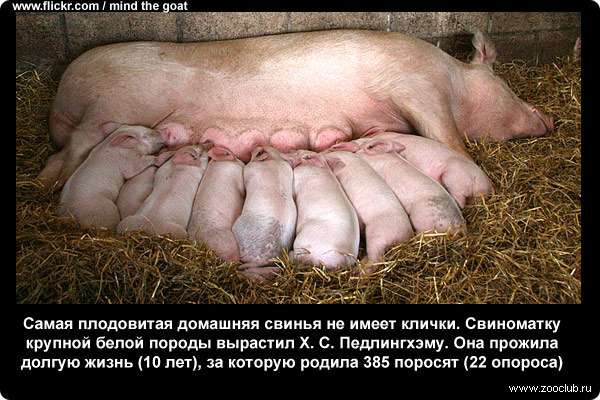  Самая плодовитая домашняя свинья не имеет клички. Свиноматку крупной белой породы вырастил X. С. Педлингхэму. Она прожила долгую жизнь (10 лет), за которую родила 385 поросят (22 опороса)