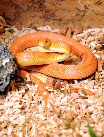 Маисовый полоз (Elaphe guttata), фото изображение змеи картинка