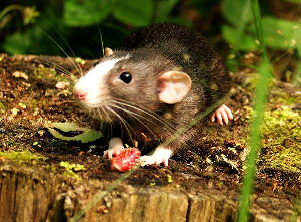 Декоративная крыса с земляникой, фото кормление грызунов фотография