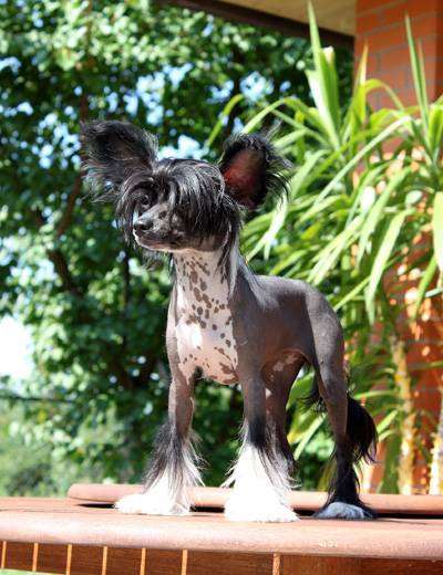 китайская хохлатая собака голубого окраса фото