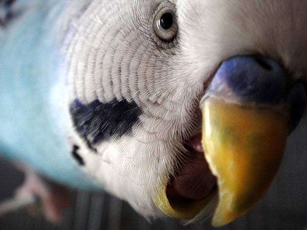 Волнистый попугай, фото птицы фотография 