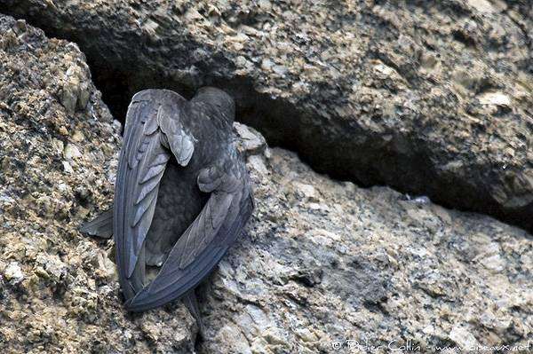 Черный стриж (Apus apus) около гнезда, фото картинка птицы