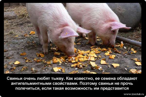  Свиньи очень любят тыкву. Как известно, ее семена обладают антигельминтными свойствами