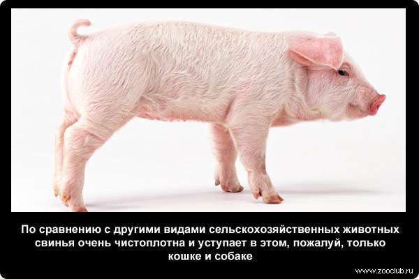  По сравнению с другими видами сельскохозяйственных животных свинья очень чистоплотна и уступает в этом, пожалуй, только кошке и собаке